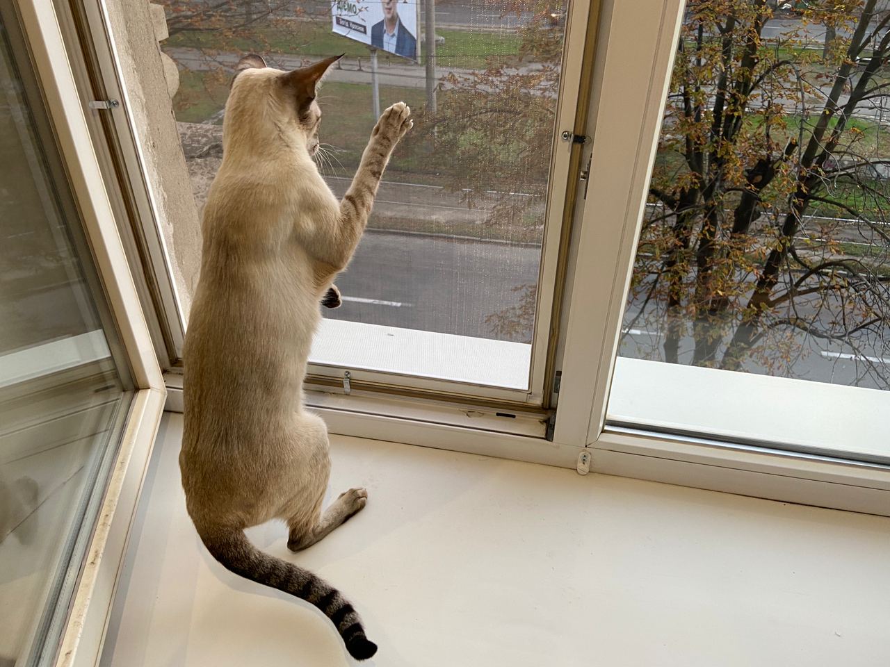 Чем опасно падение кошки из окна